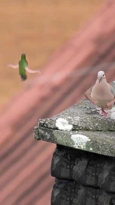 The ultimate collection