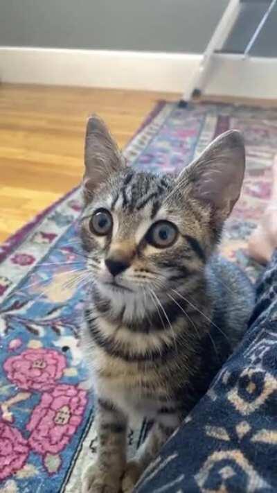 This is Willow, named after the tree she was found in. She is a tiny squeaking purring machine!