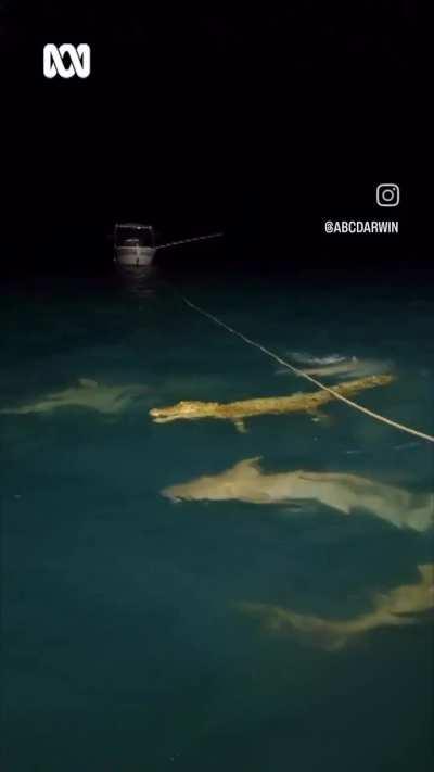 🔥 Sharks encircle a lone crocodile in Arnhem Land, Australia 🔥