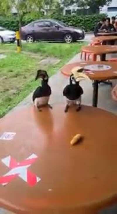 Hornbills invade roadside kopitiam like common mynahs scavenging for food
