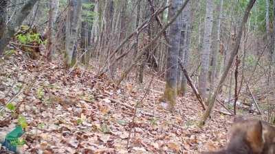 Tinyawoo in the wild.