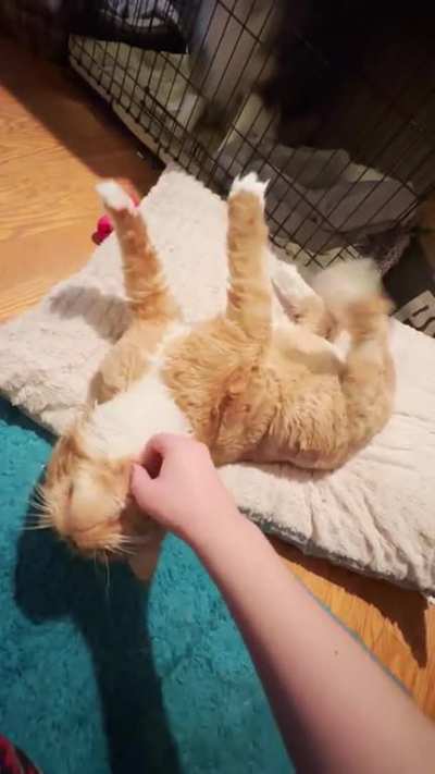 My friend’s Maine coon kitty enjoying scratches like a dog