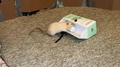 My amazing pet rat Popcorn's recent tricks!