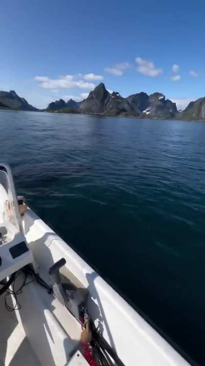 He's gonna need a bigger boat. Great White in Norway.