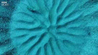 🔥 Japanese Puffer Fish constructs a Masterpiece to attract a mate