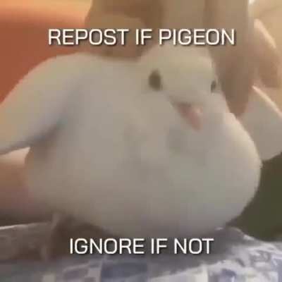 Pigeon