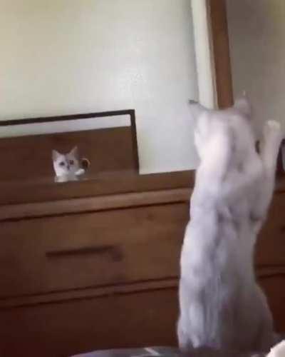 Gatinho descobrindo que tem orelhas