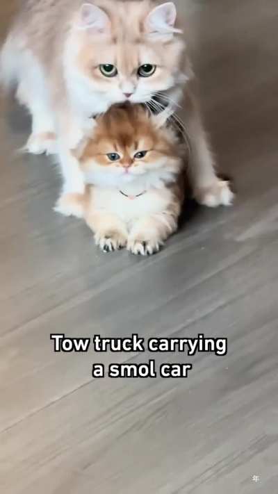 Don’t go outside car 🤣💕