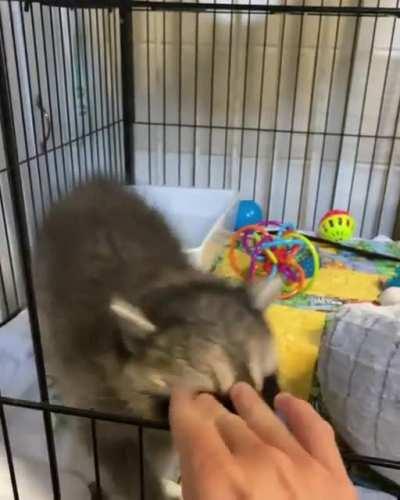 Little guy is so excited