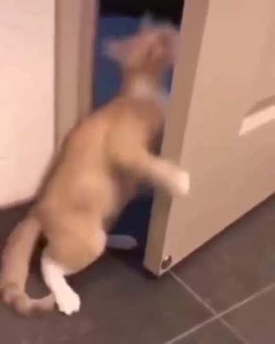 Я хз что тут писать. Я ненавижу кошек