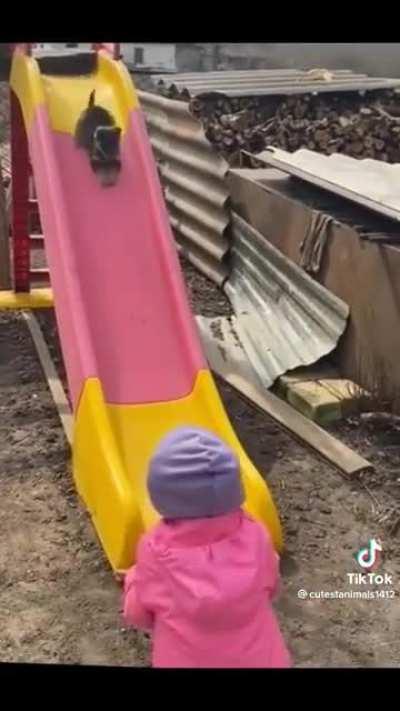 KiD MaKeS PuPpY FaLl To DeAtH