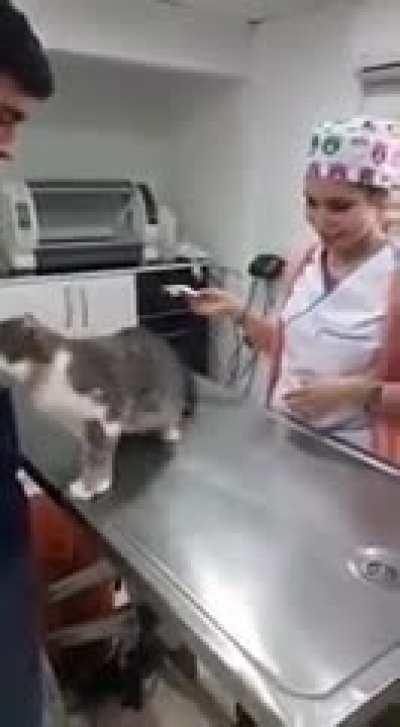 Treating cats at the vet can be difficult