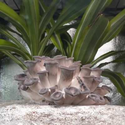 King Blue Oyster Timelapse