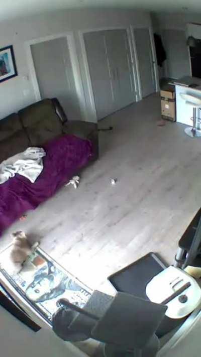 The doggo doesn't have a moment of peace...