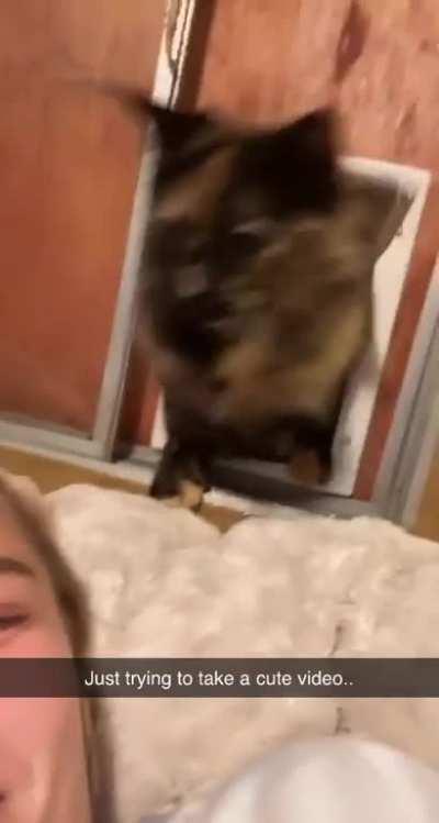 kitty taking care by bringing dinner!