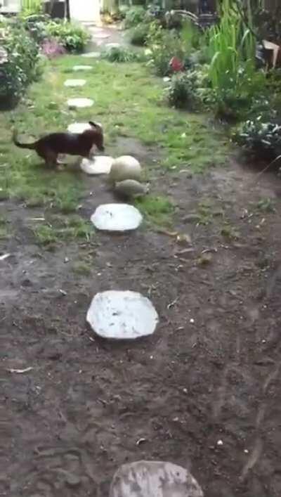 This tortoise playing ball with his doggy best friend.