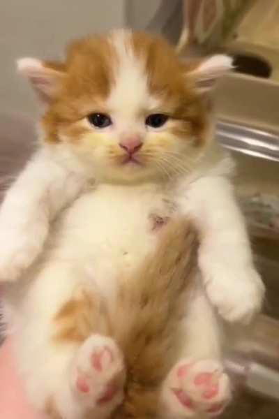 Introducing my new adorable family member, please help me name this fluffy kitten.