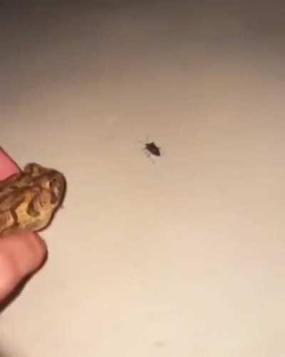 Hungry frog, will eat anything in his path