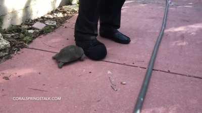 Angry turtle headbutts man's shoe.