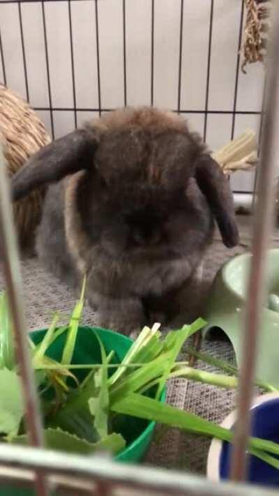 My Black Torte Teddy and his slow motion jowls, and some bonus dance moves!