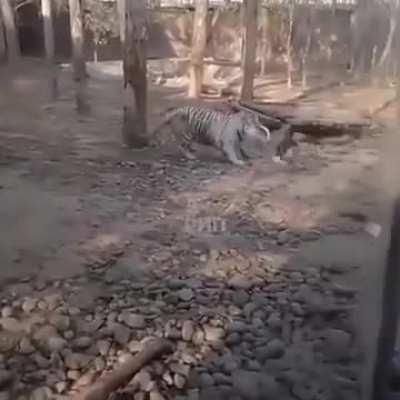 И снова гусь 