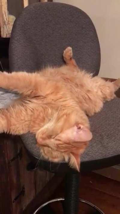 The position my cat fell asleep in