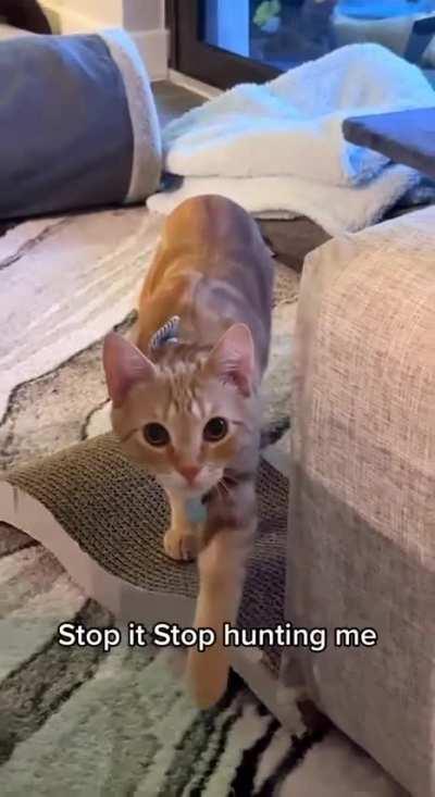 Orange cat doing orange cat things