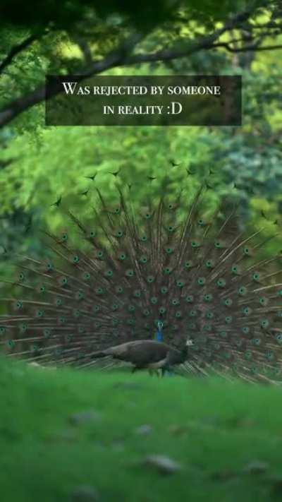 To impress a peahen