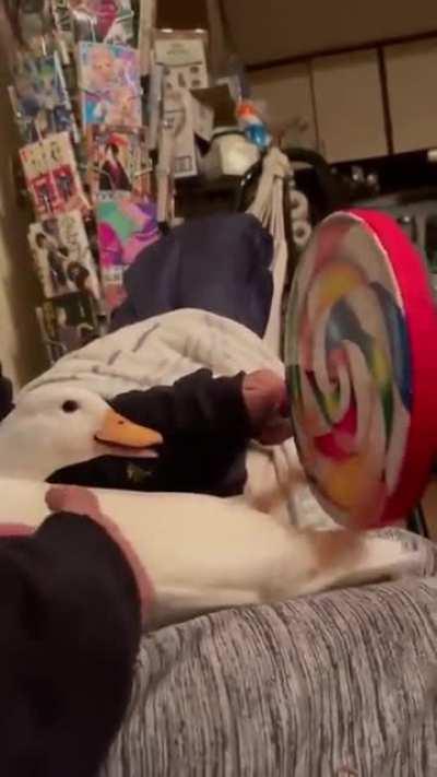 Tippy Tappy Duck enjoying Itself