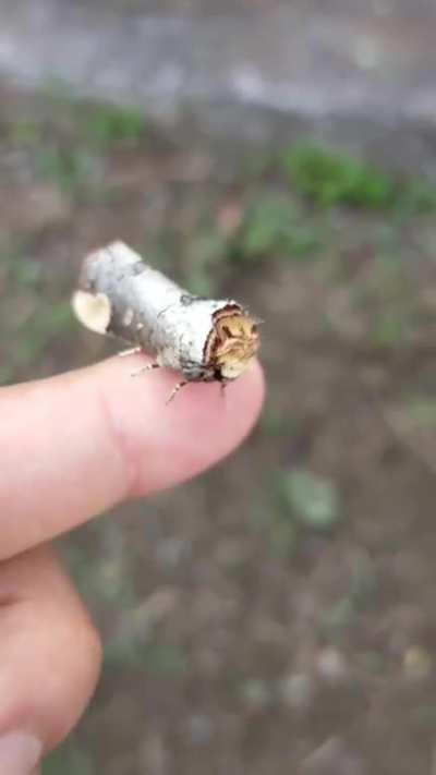 🔥 Moth that perfectly resembles piece of twig