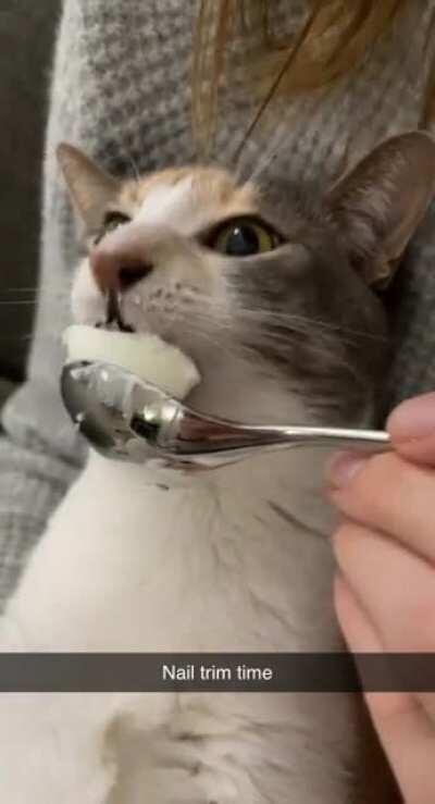I give my cat yogurt for nail trims