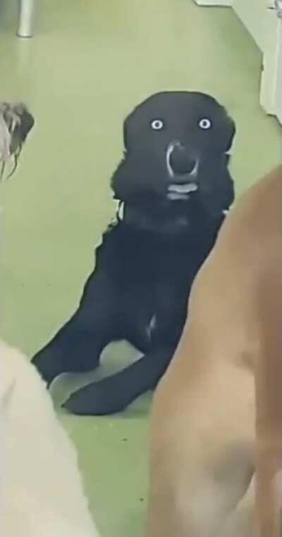 First day at doggy daycare (not oc)