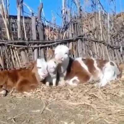 Любовь это...