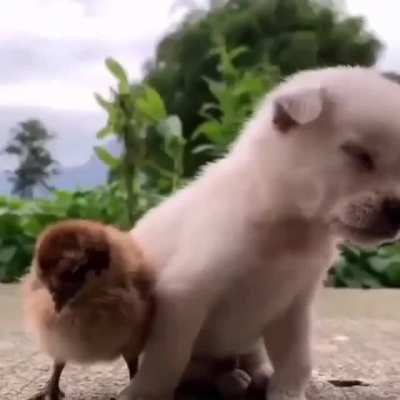 I am only a small bird, I can not hold your weight