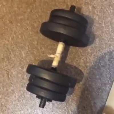 but can he beat goku