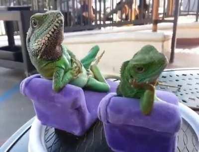 The world's most relaxed lizards