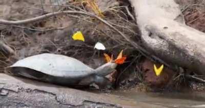 🔥 Butterflies Fluttering Around A Turtle