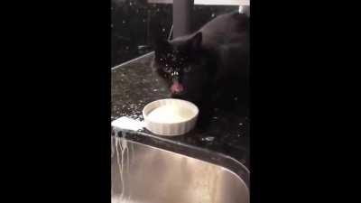 41 segundos de pura fofura/diversão