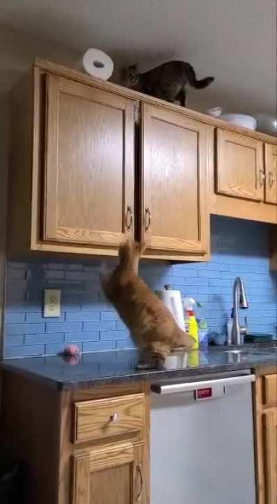 (Some) cats can jump