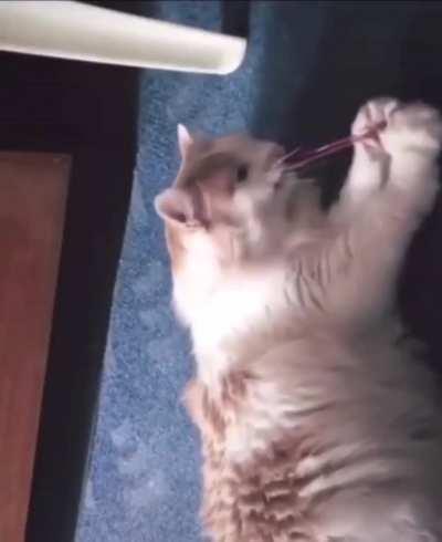 What can I say the cat deserved it.