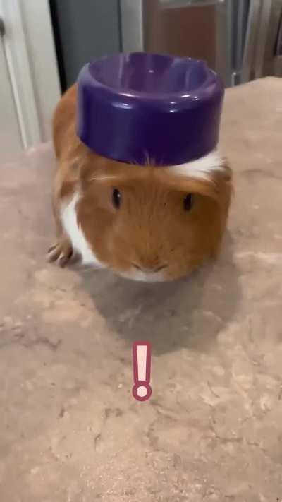 Weird Face + Animal Abuse = 