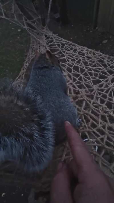 Thankful for this lump. 🐾