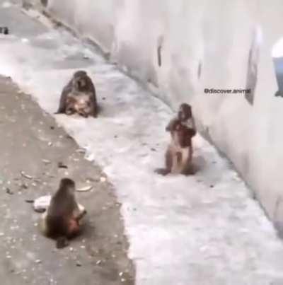 Monke mother and kid playtime.