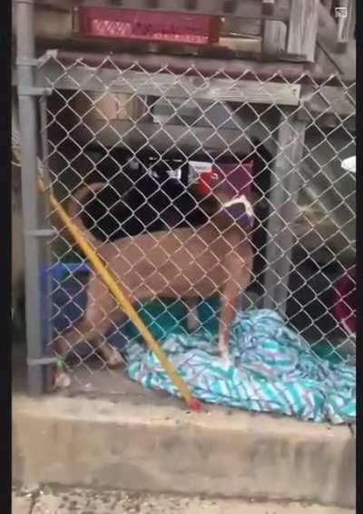 A cat not to mess with