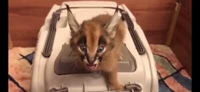 Behold the mighty roar