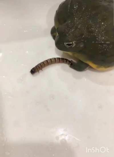 Frog eats worm