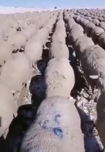 Why yes I would like the Fenix Collection, how could you tell?