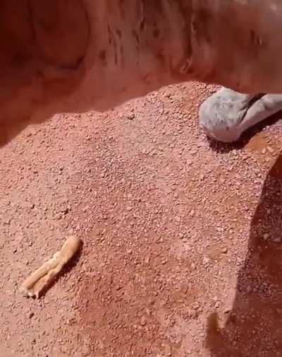 Truck driver found a really thirsty camel laying on the side of the road, and gave it water.