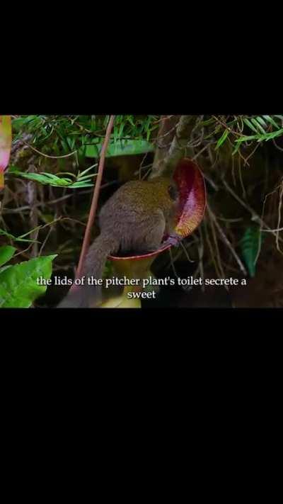 Tree shrew's using pitcher plant as restroom 
