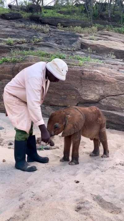 It's not easy being the smallest rescue calf at Sheldrick Wildlife Trust!